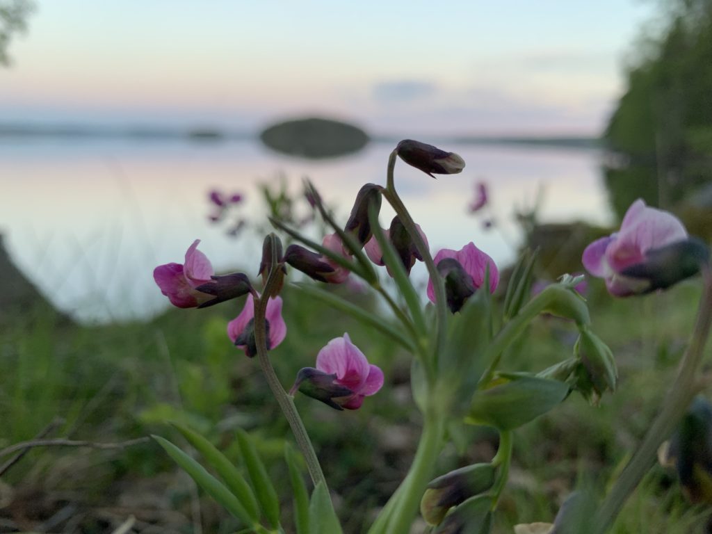 närbild på blommor med sjö i bakgrund